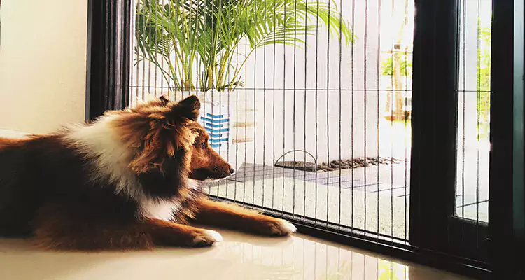 Sliding Screen Pet Door Repair in Sunnyvale, CA