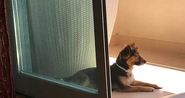 French Door Pet Screen Repair in Sunnyvale, CA